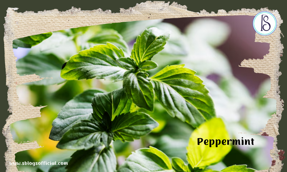 Herb- peppermint