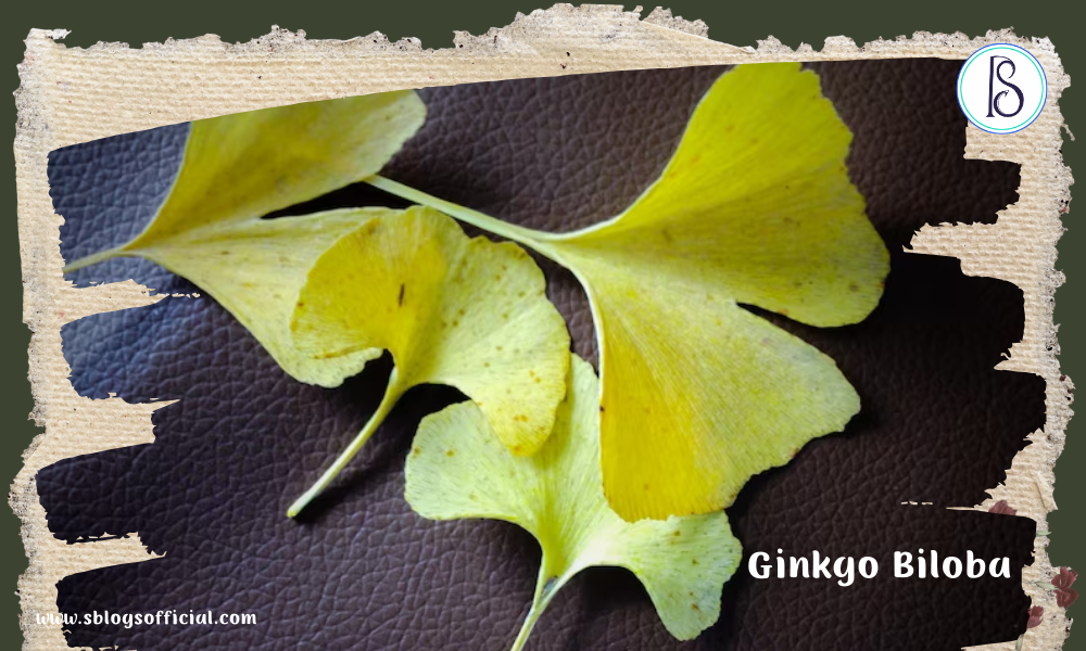 herb- Ginkgo Biloba