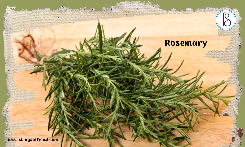 Rosemary leaves as a herb for hair growth
