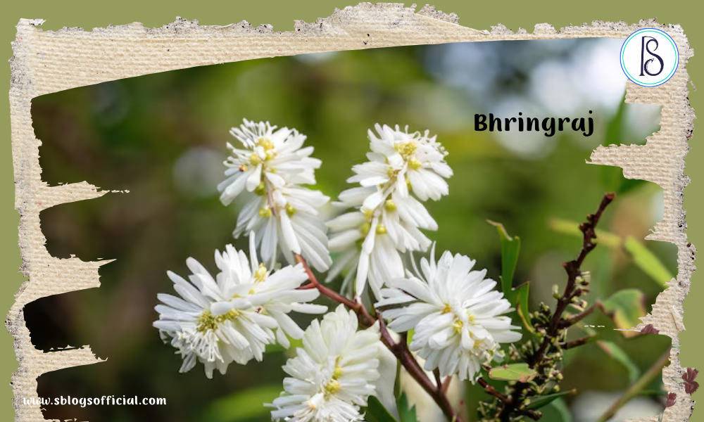 Bhringraj as a herb for hair growth