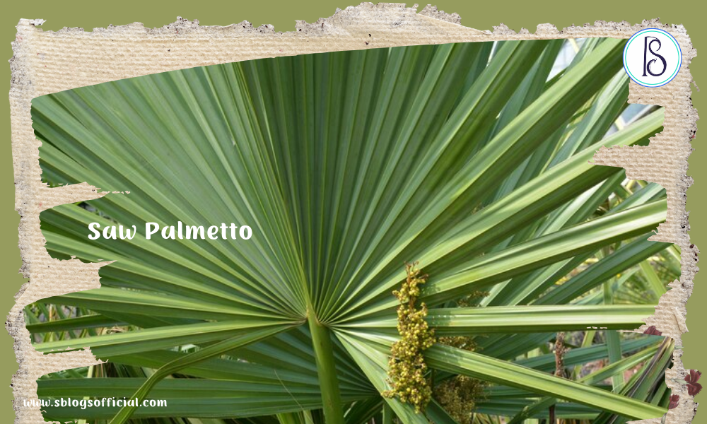 Saw Palmetto as a herb for hair growth