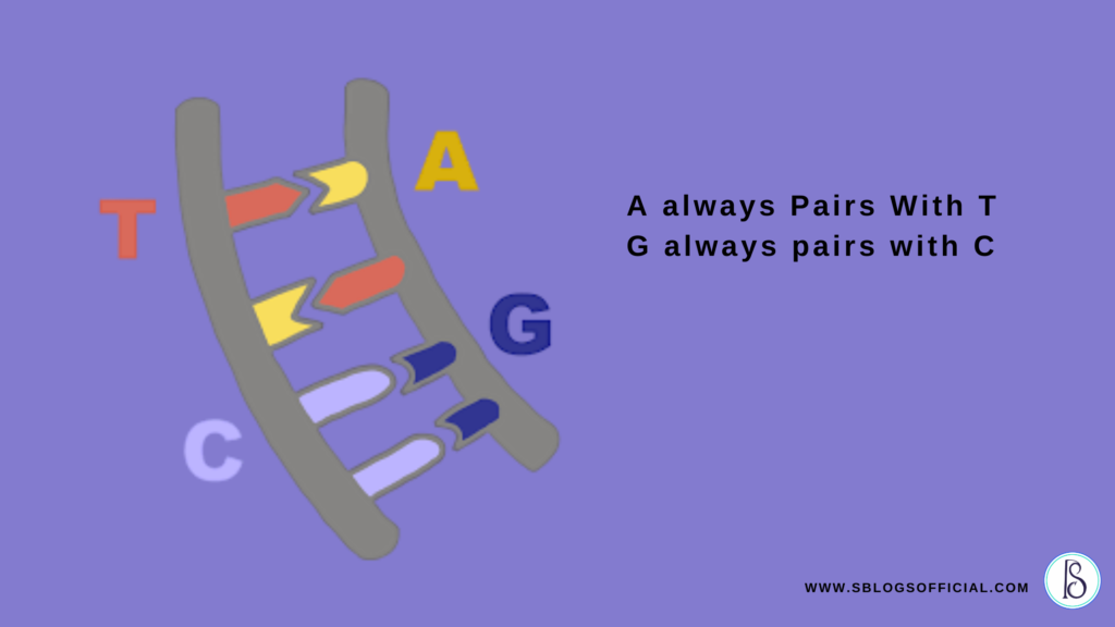 The steps of the ladder are made up of 4 chemical bases, which are A, T, G, and C, where the information is stored.