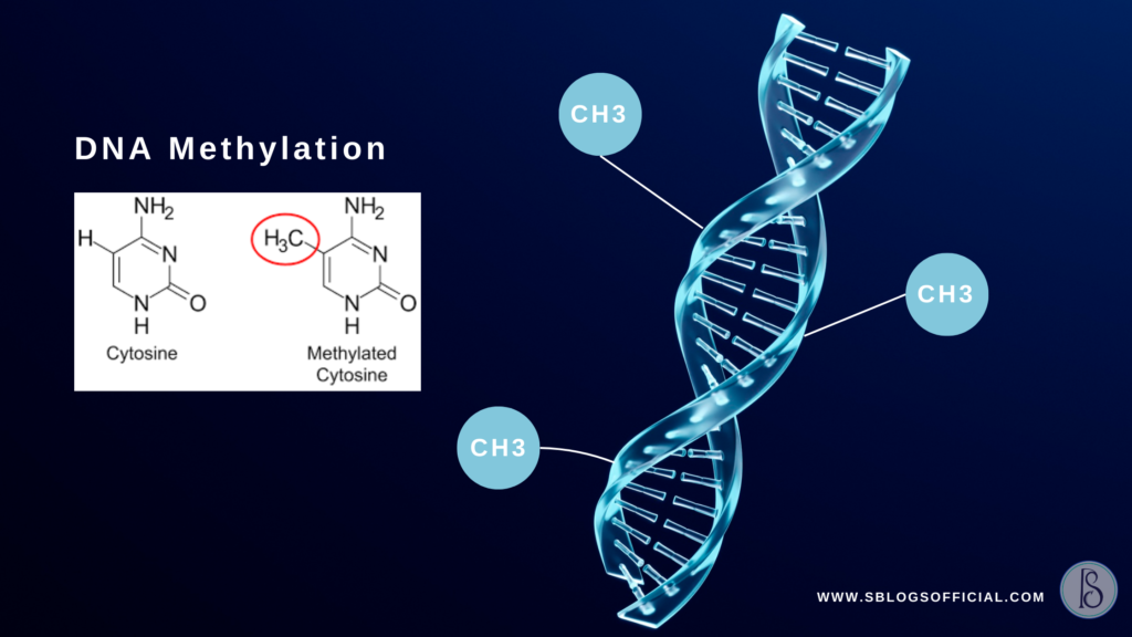 DNA Methylation