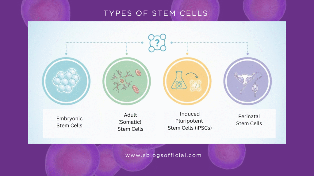 Where Do Stem Cells Come From? Types of stem cells 